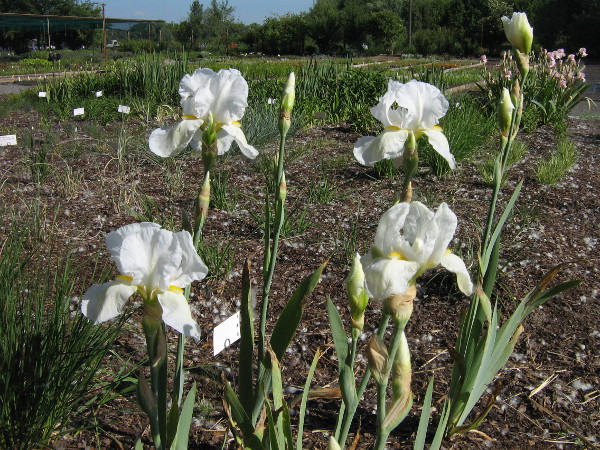 Iris barbata-elatior Bianca